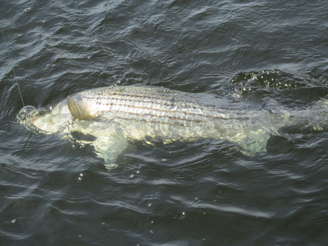 Merrimack River Newburyport, MA